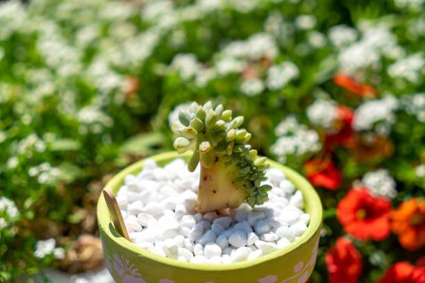 Candy-Color Windowsills: Styling Sedum rubrotinctum for Small Spaces and Sunny Desks