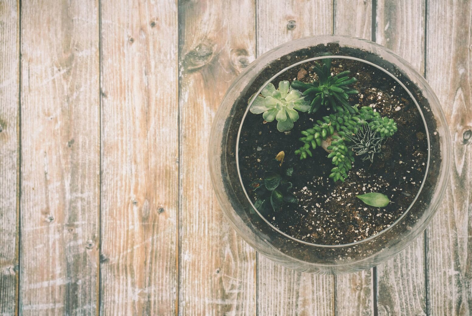 sedum rubrotinctum low bowl coffee table