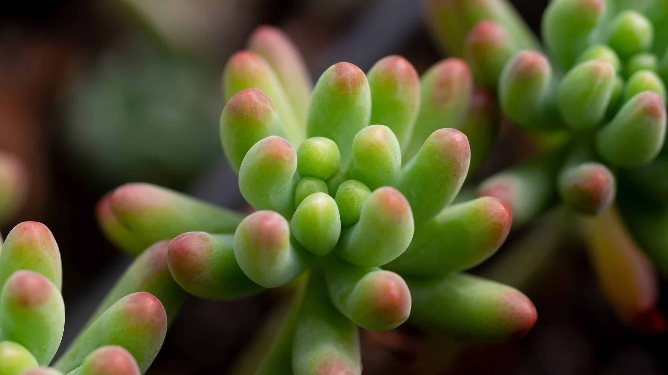 jelly bean plant red leaf close-up