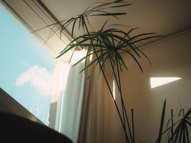 jelly bean plant window sunlight indoors