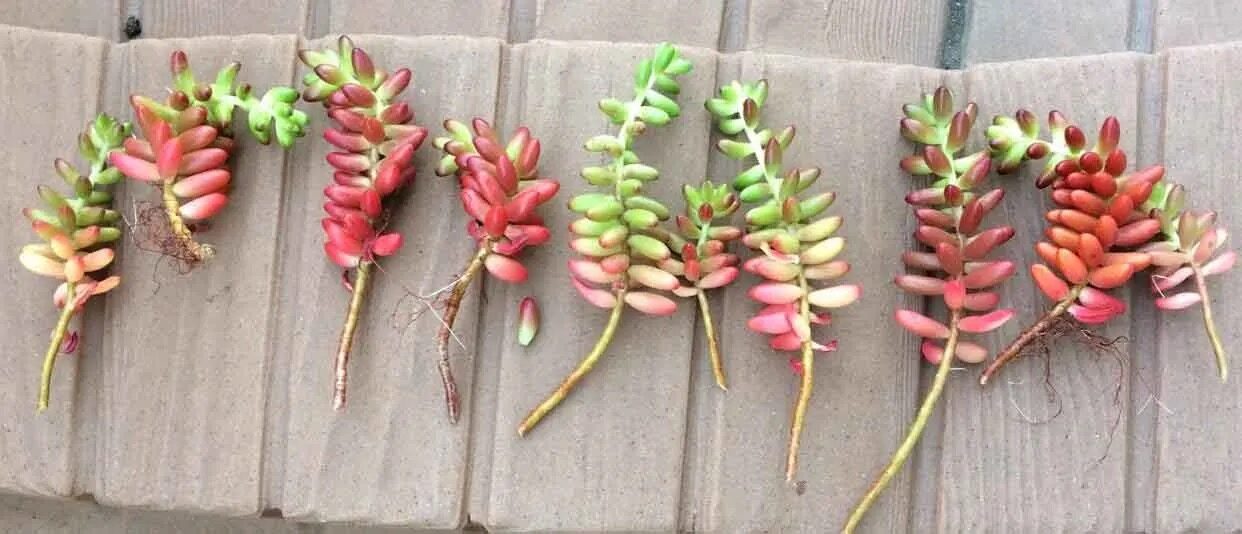 jelly bean plant leaf propagation