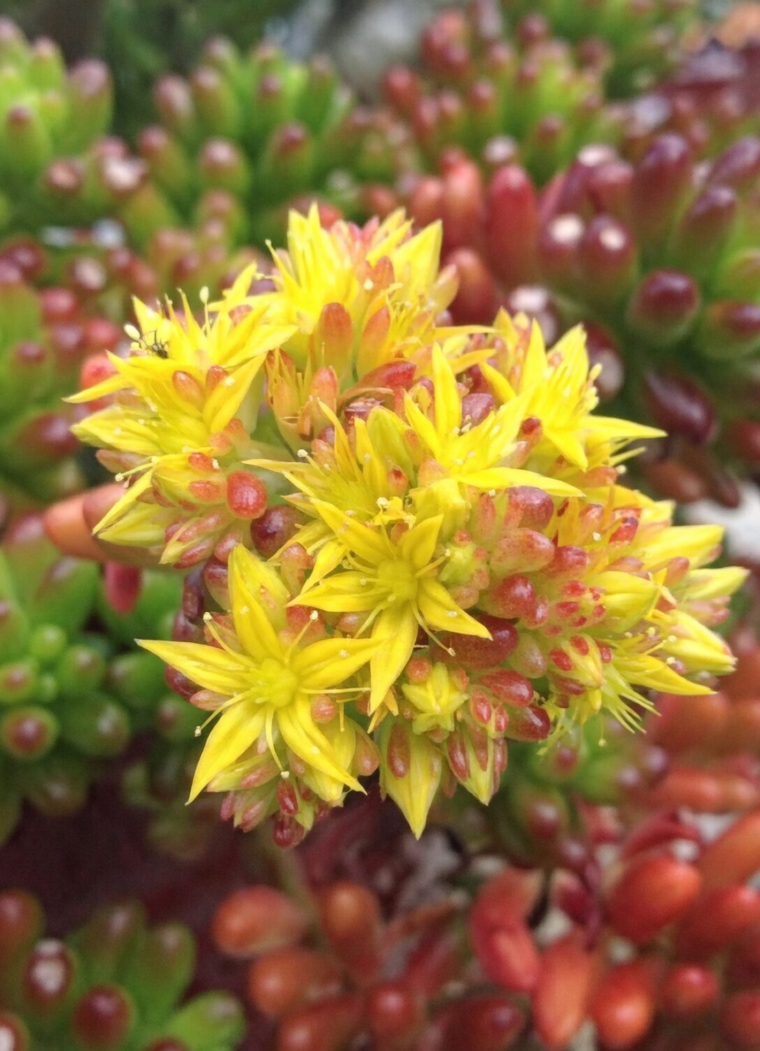 Chasing Winter Stars: Tricks to Coax Yellow Blooms from Your Jelly Bean Plant Indoors