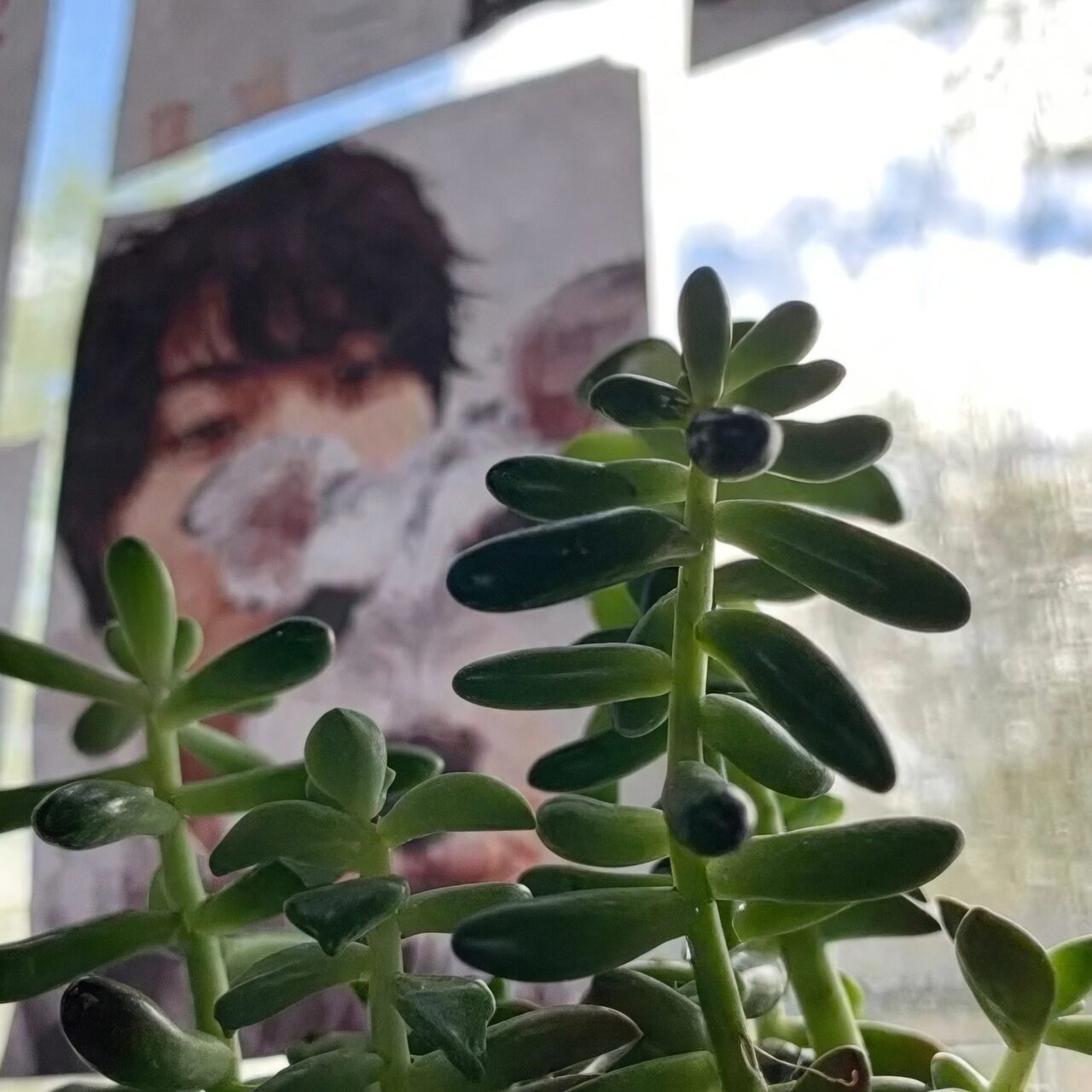 jelly bean plant sunny window