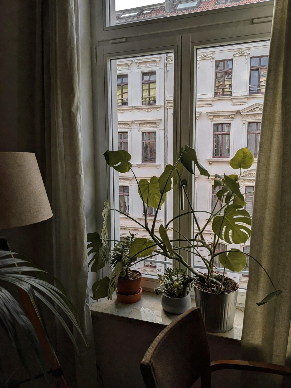 jelly bean plant cool night window