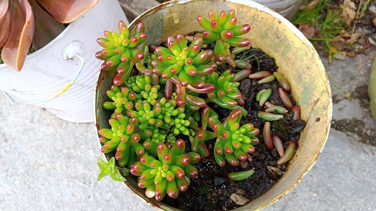 jelly bean plant watering dry soil
