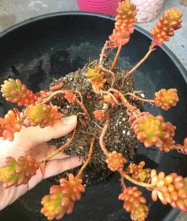 jelly bean plant gritty soil repot