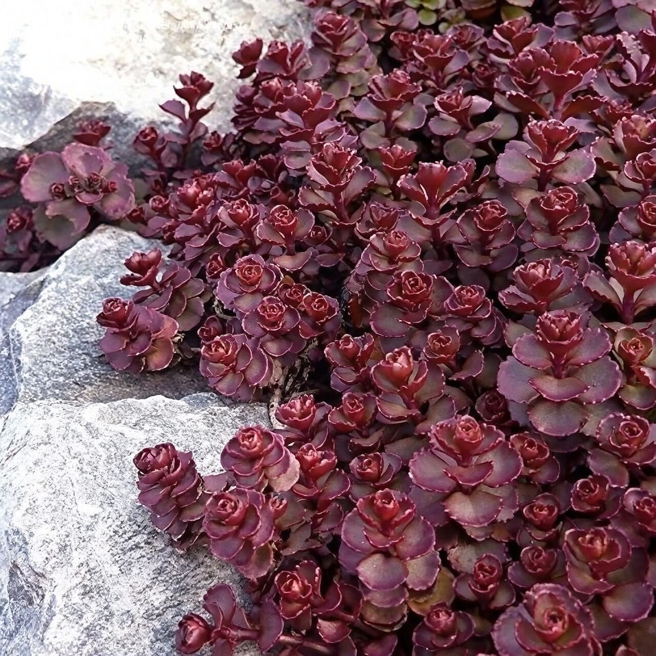 Spilled Jelly Beans in the Rock Garden: Designing Drought-Tolerant Scenes in Warm, Dry Climates