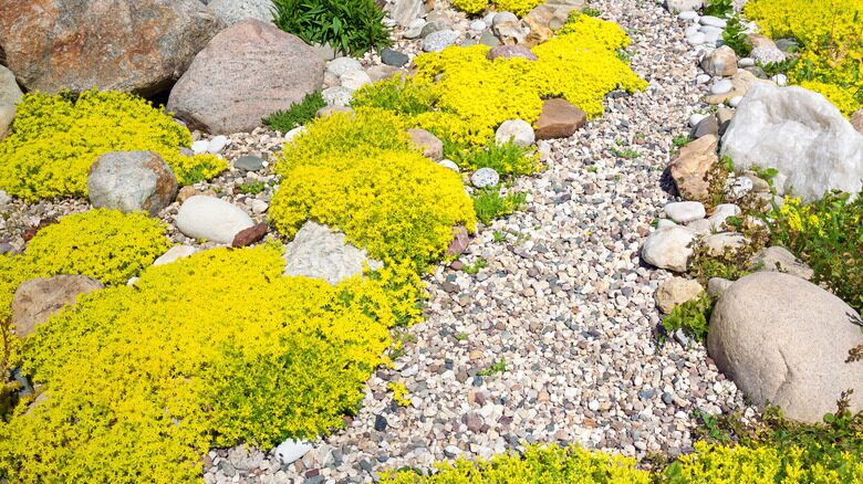 sedum rubrotinctum gravel mulch bed