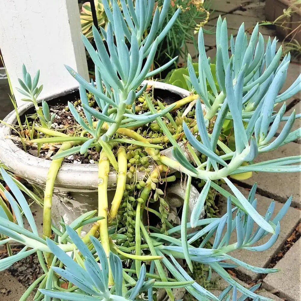 sedum rubrotinctum with blue chalk sticks