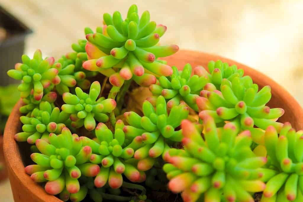 Myth-Busting Succulent Watering: What the Jelly Bean Plant Teaches Us About ‘Soak and Dry’