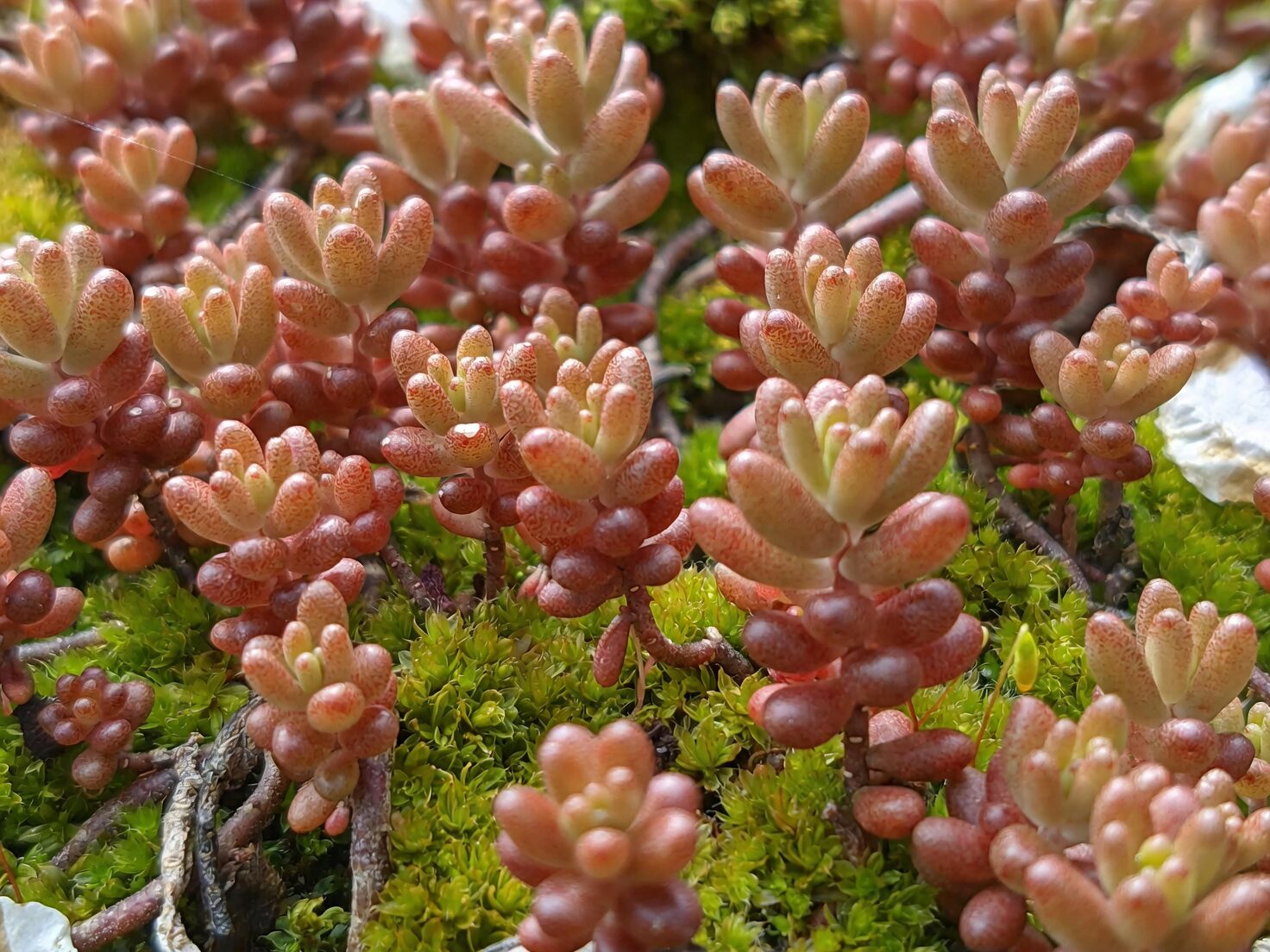 jelly bean plant gritty soil mix