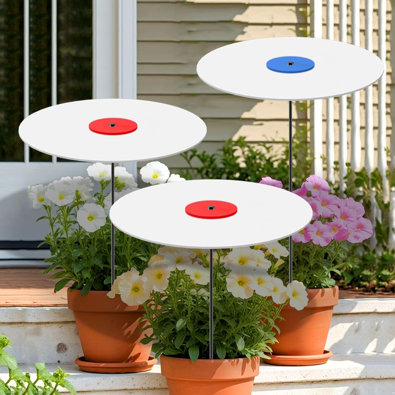 jelly bean plant shade cloth patio