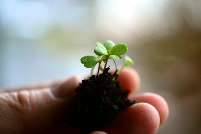 jelly bean plant stem cuttings hands