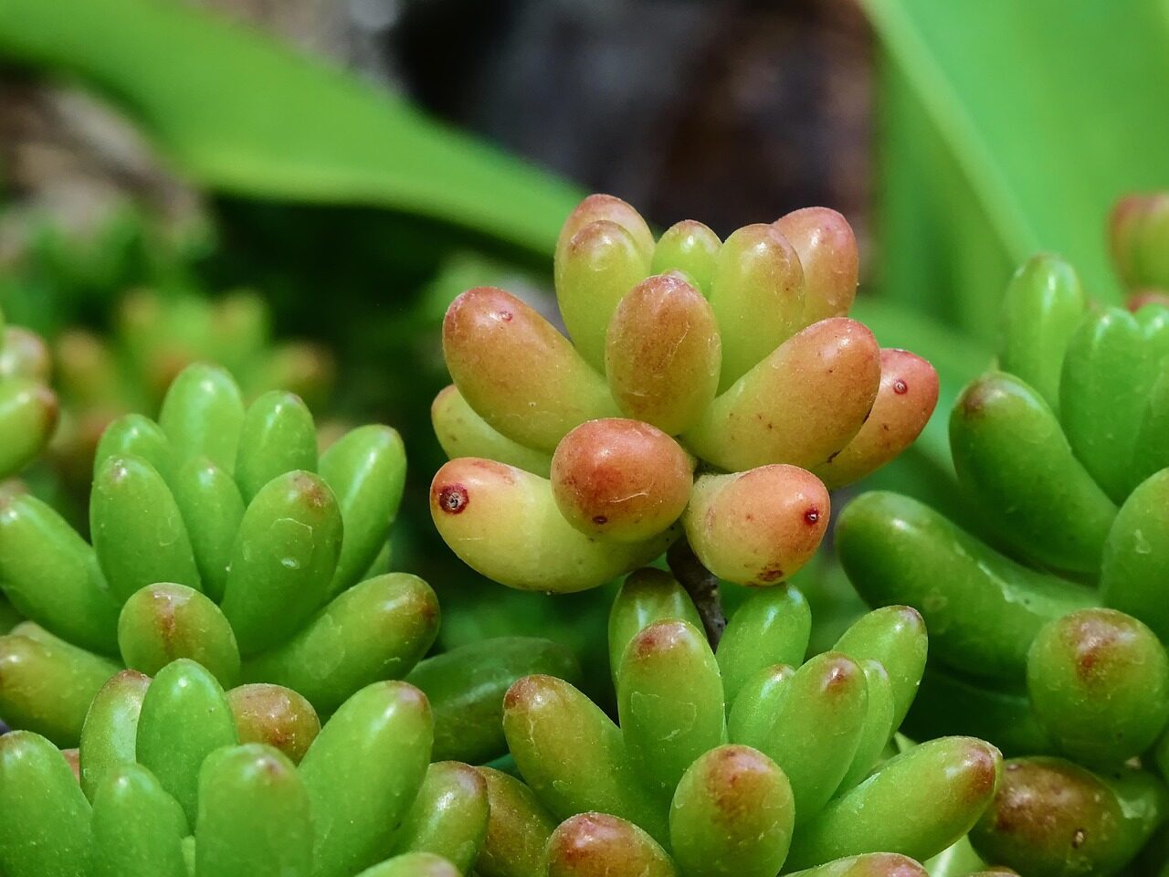 sedum rubrotinctum dish with echeveria