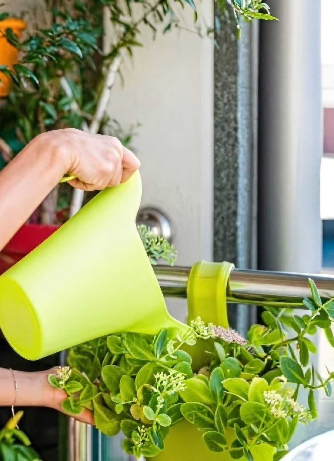 sedum rubrotinctum balcony rail planter