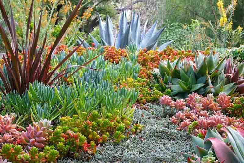 sedum rubrotinctum rock garden agave