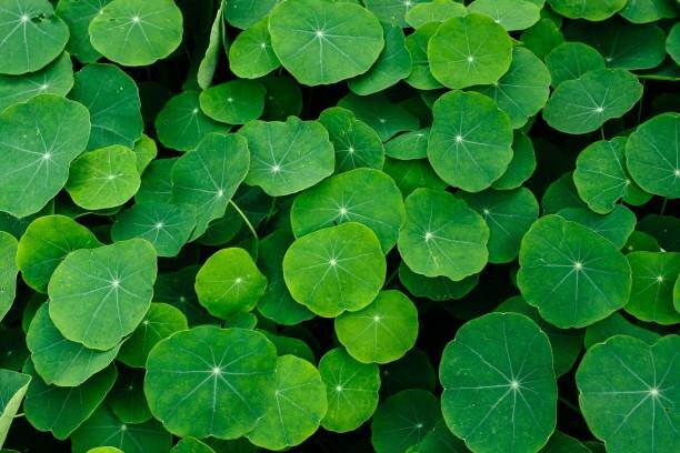 Never-Thirsty, Always-Lush: The Water-and-Light Blueprint for Brazilian Pennywort (Even on a Windowsill)