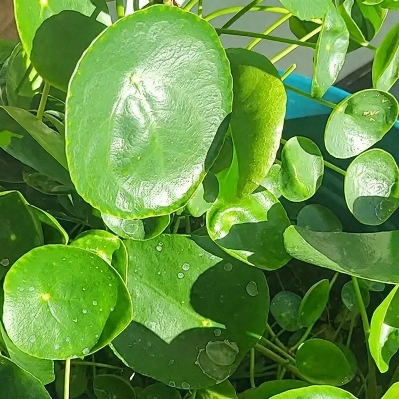 Brazilian pennywort bright window light