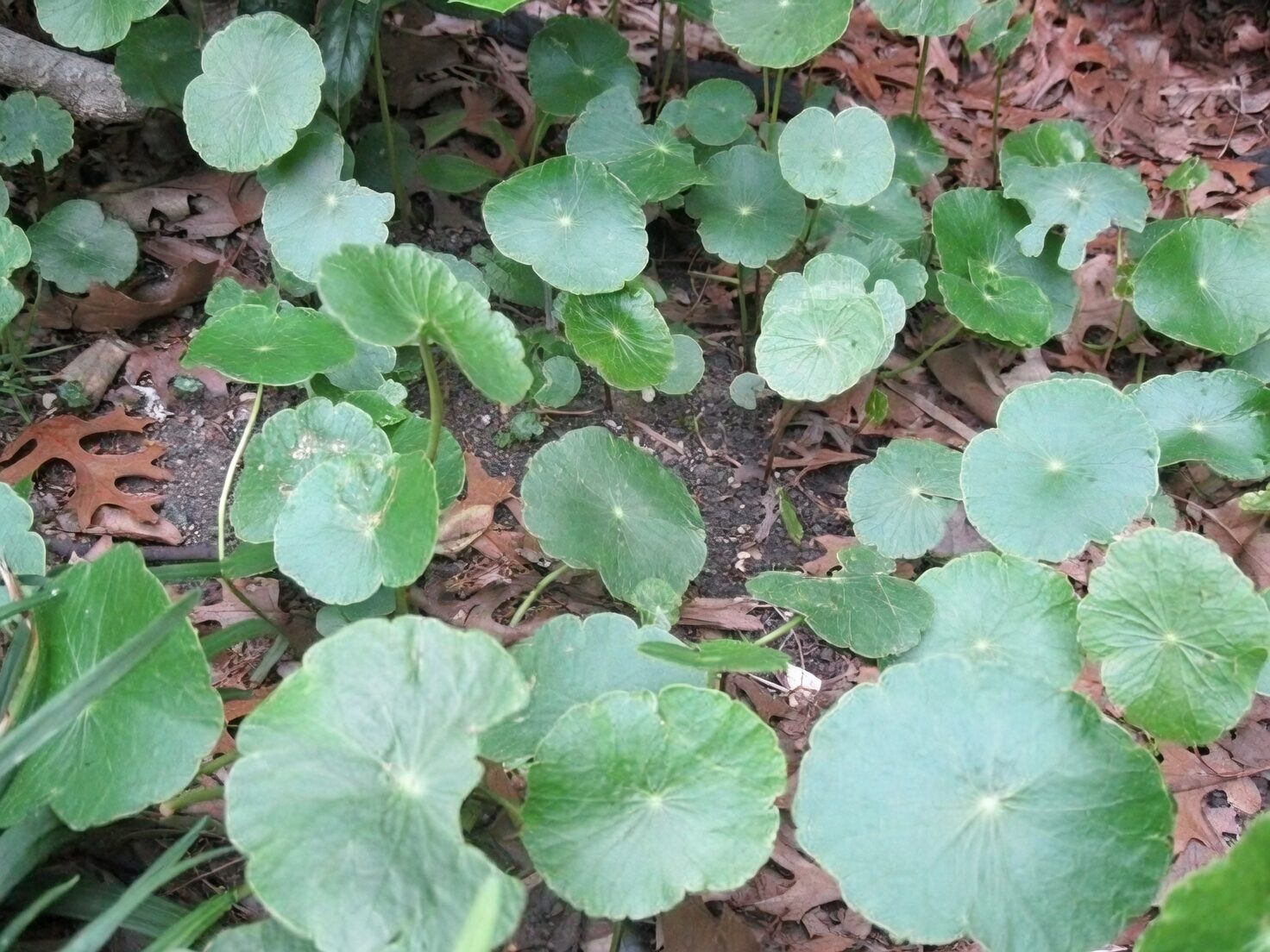 Brazilian pennywort water bowl pebbles