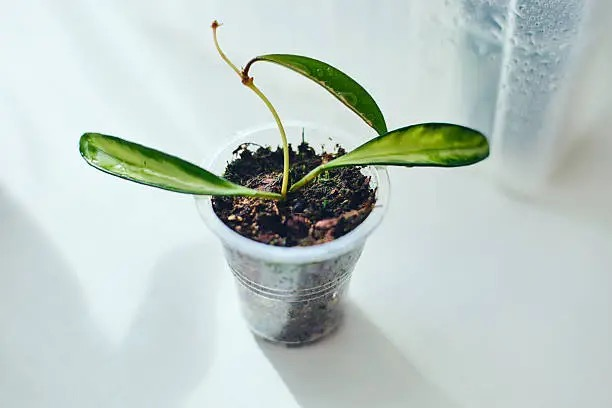 Brazilian pennywort node cuttings rooting
