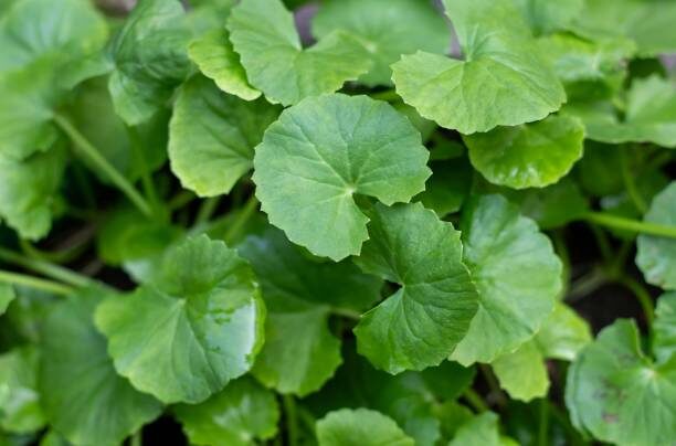Why Are My ‘Coins’ Turning Yellow? A Rapid-Response Clinic for Pennywort Problems