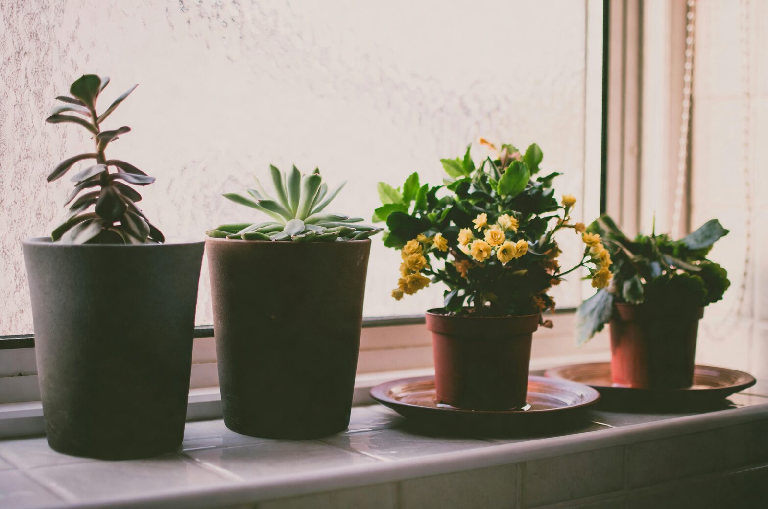 Brazilian pennywort sunny windowsill indoor