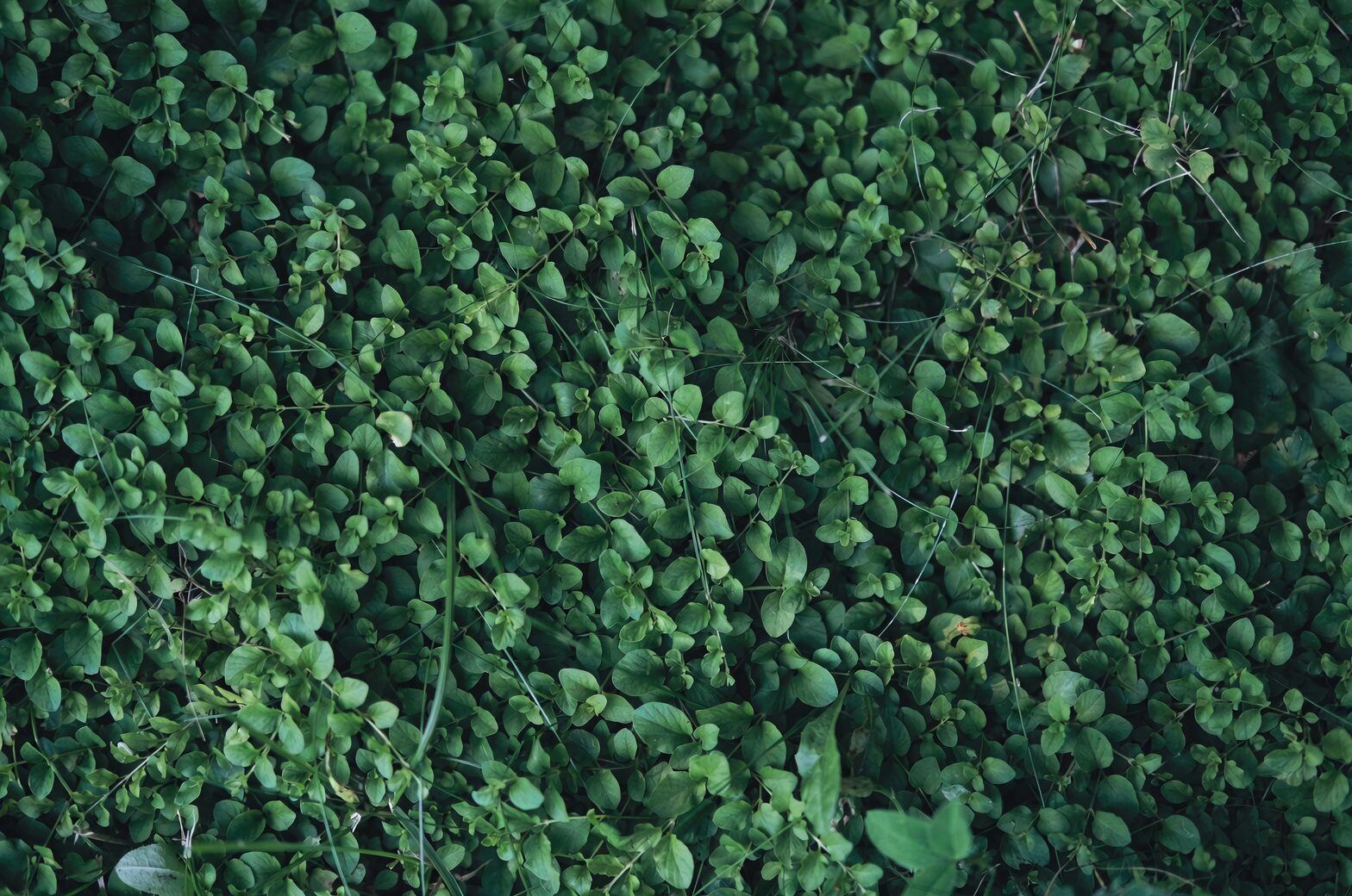 Brazilian pennywort lush green carpet