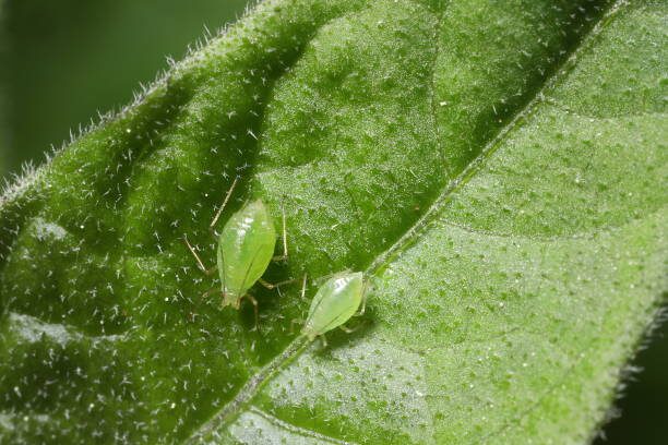 Aphids on the Minty New Growth? Gentle, Fail-Safe IPM for Pennywort