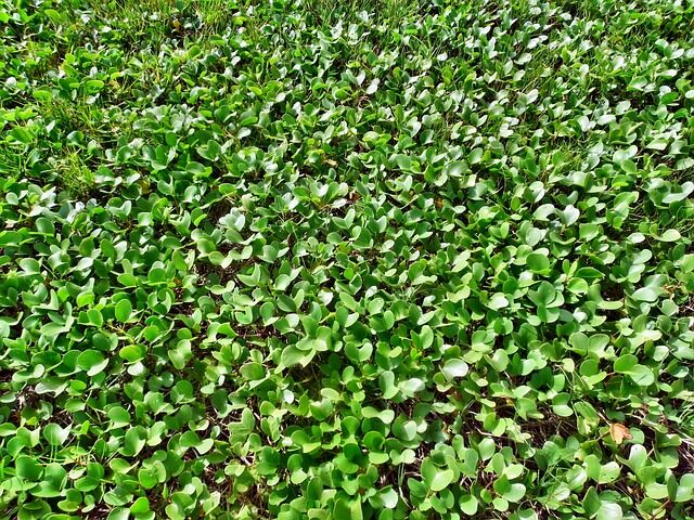 Hydrocotyle umbellata rinsing leaves sink