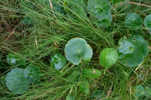 Hydrocotyle umbellata vs vulgaris leaves