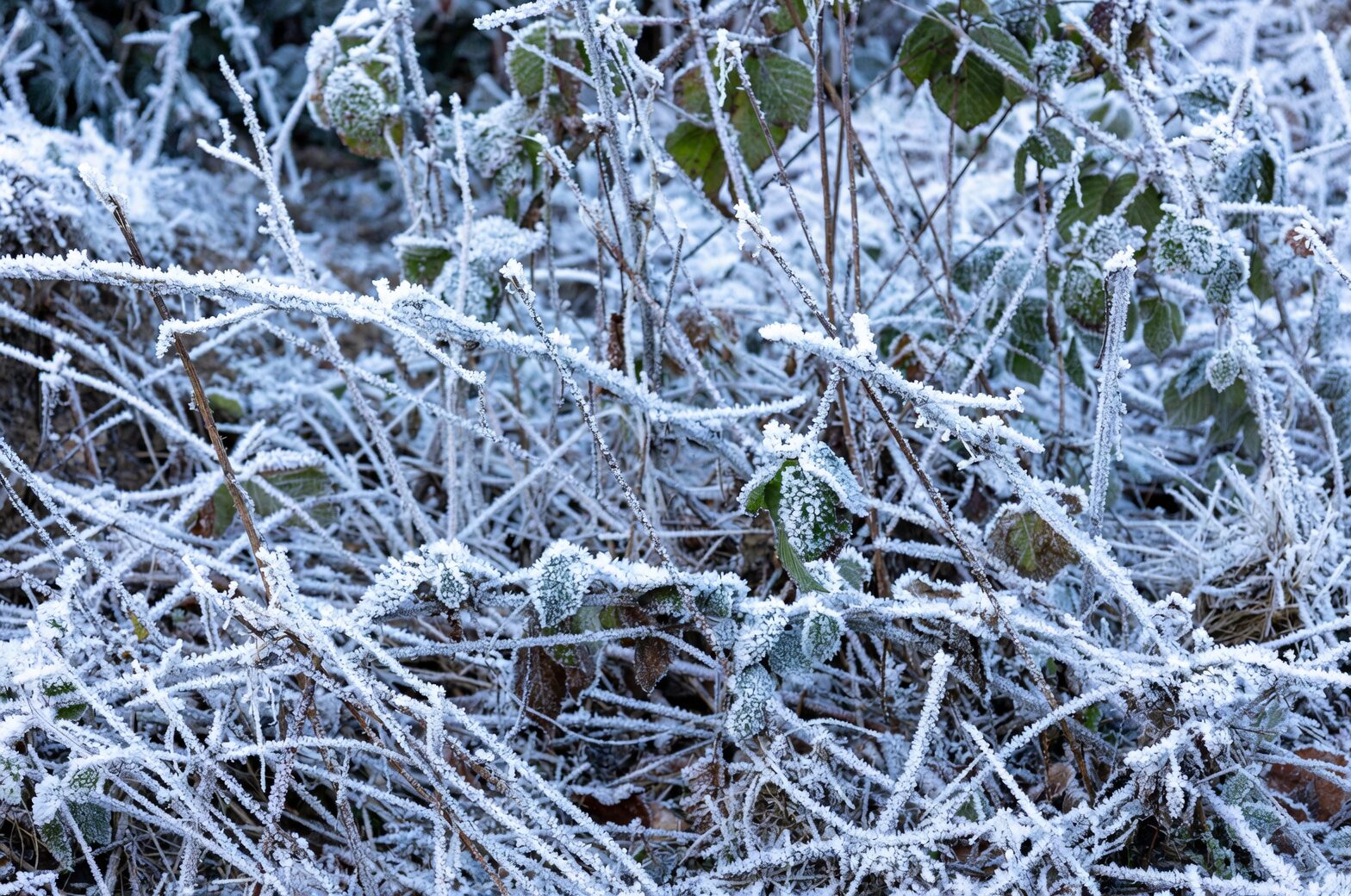 European pennywort frost outdoors