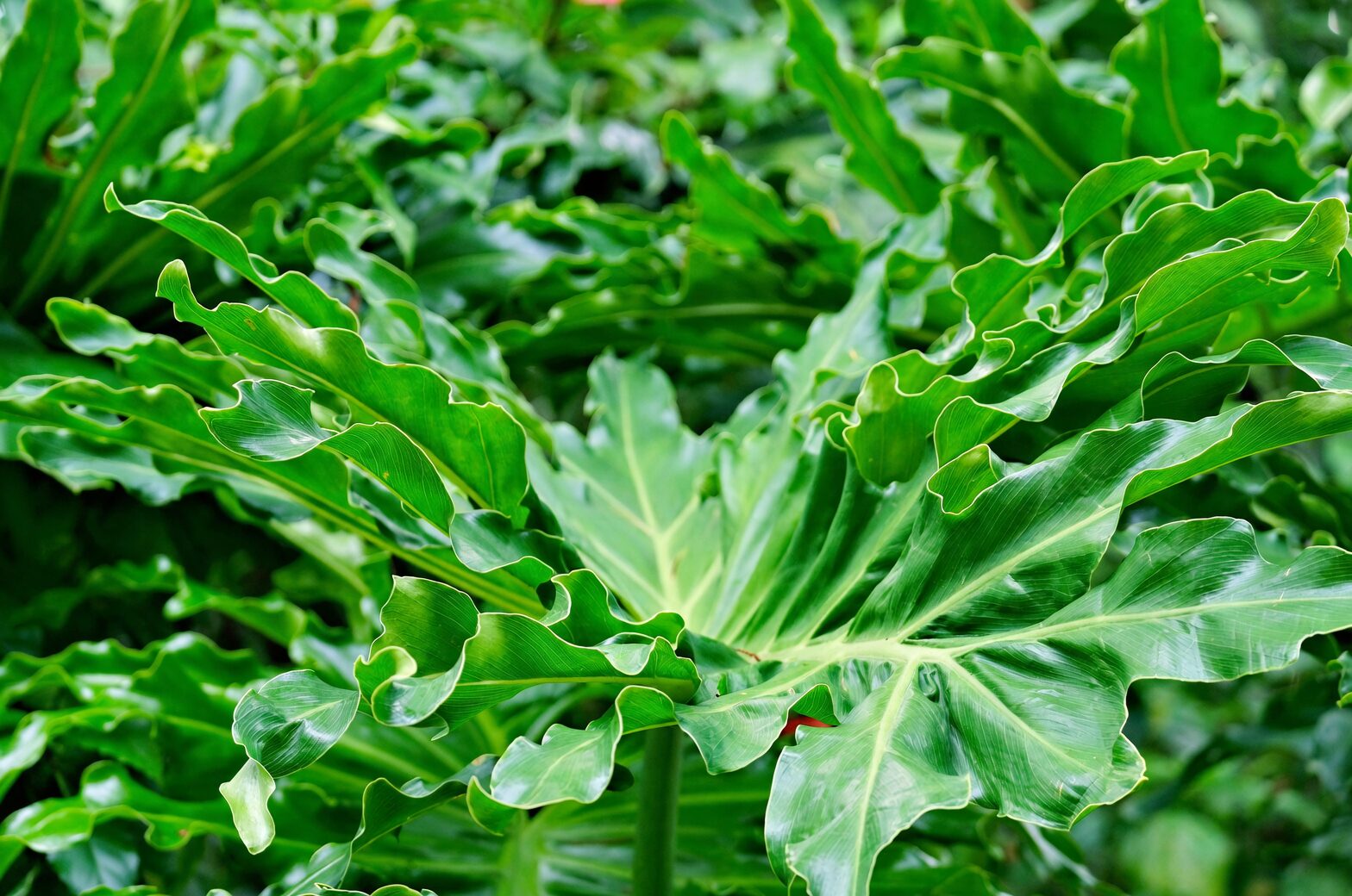 brazilian pennywort leaf close-up