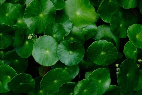 brazilian pennywort flowers close-up