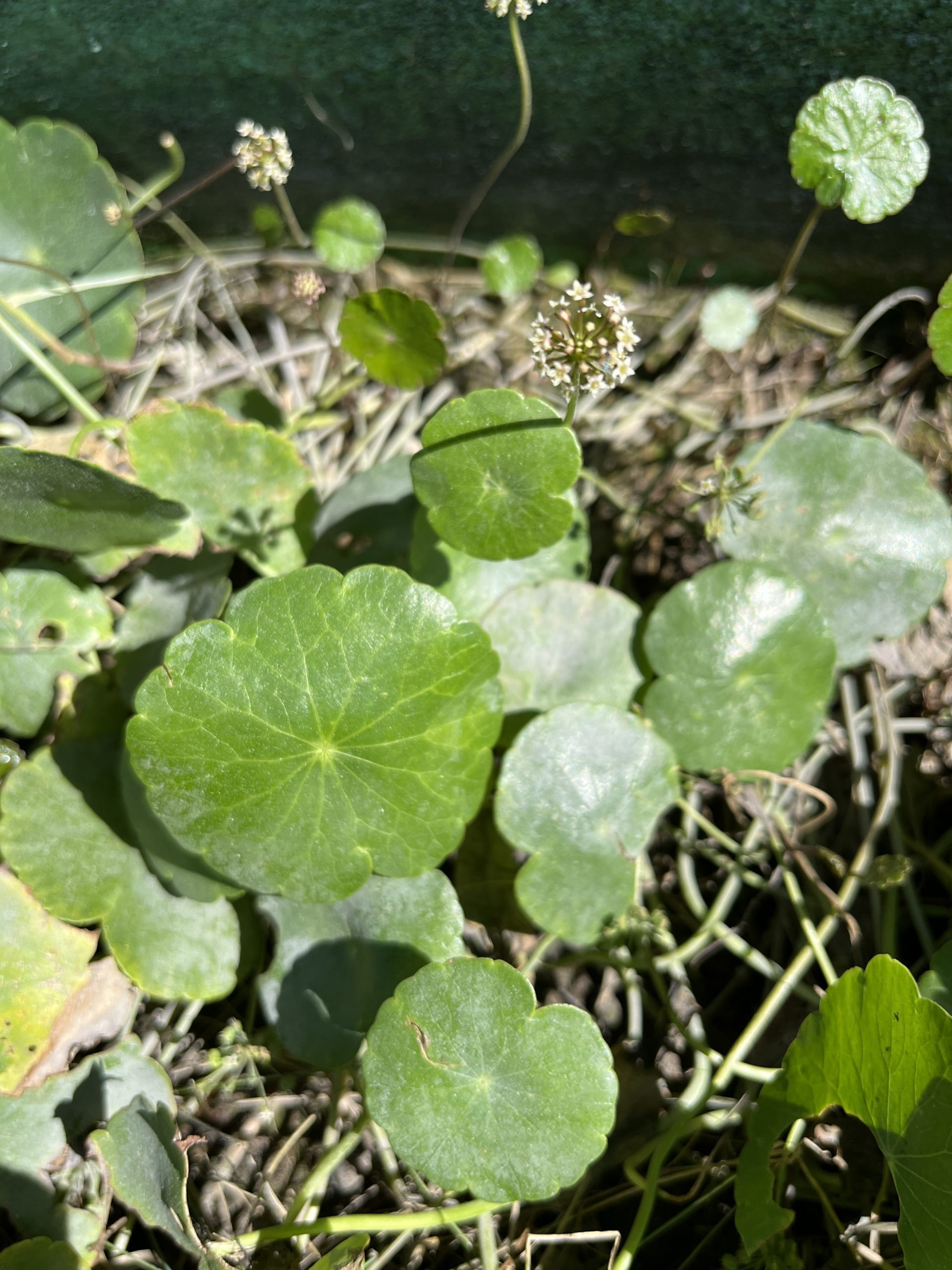 hydrocotyle umbellata stolons rooting