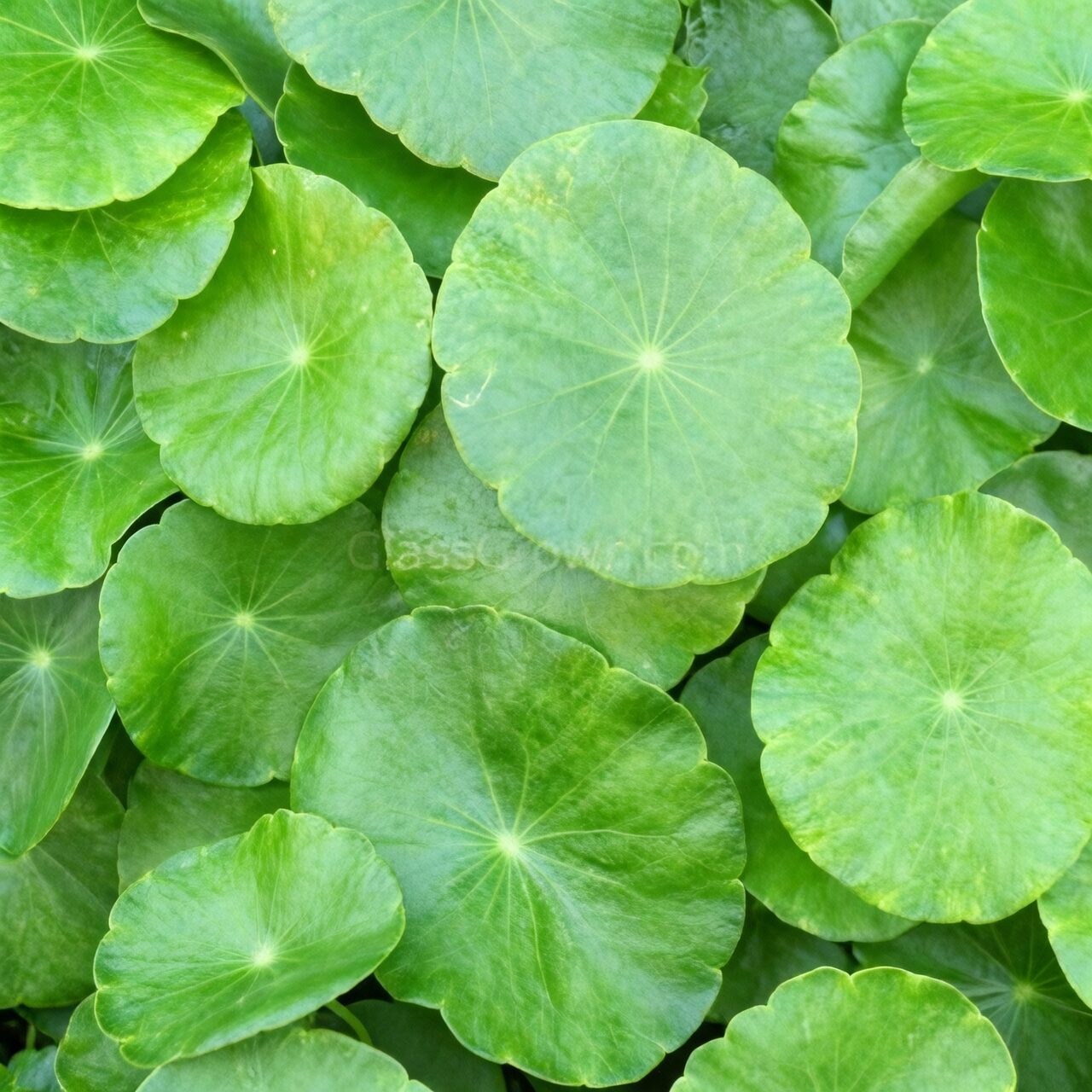 brazilian pennywort glass bowl roots