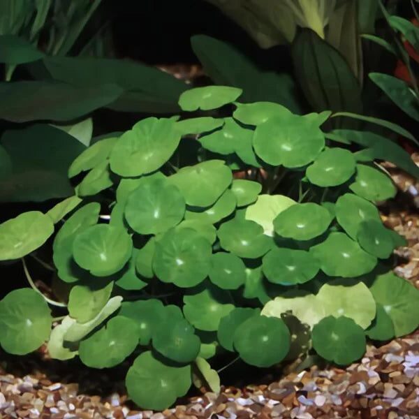 Water vs. Soil Showdown: Which Setup Makes the Glossiest Pennywort ‘Coins’?