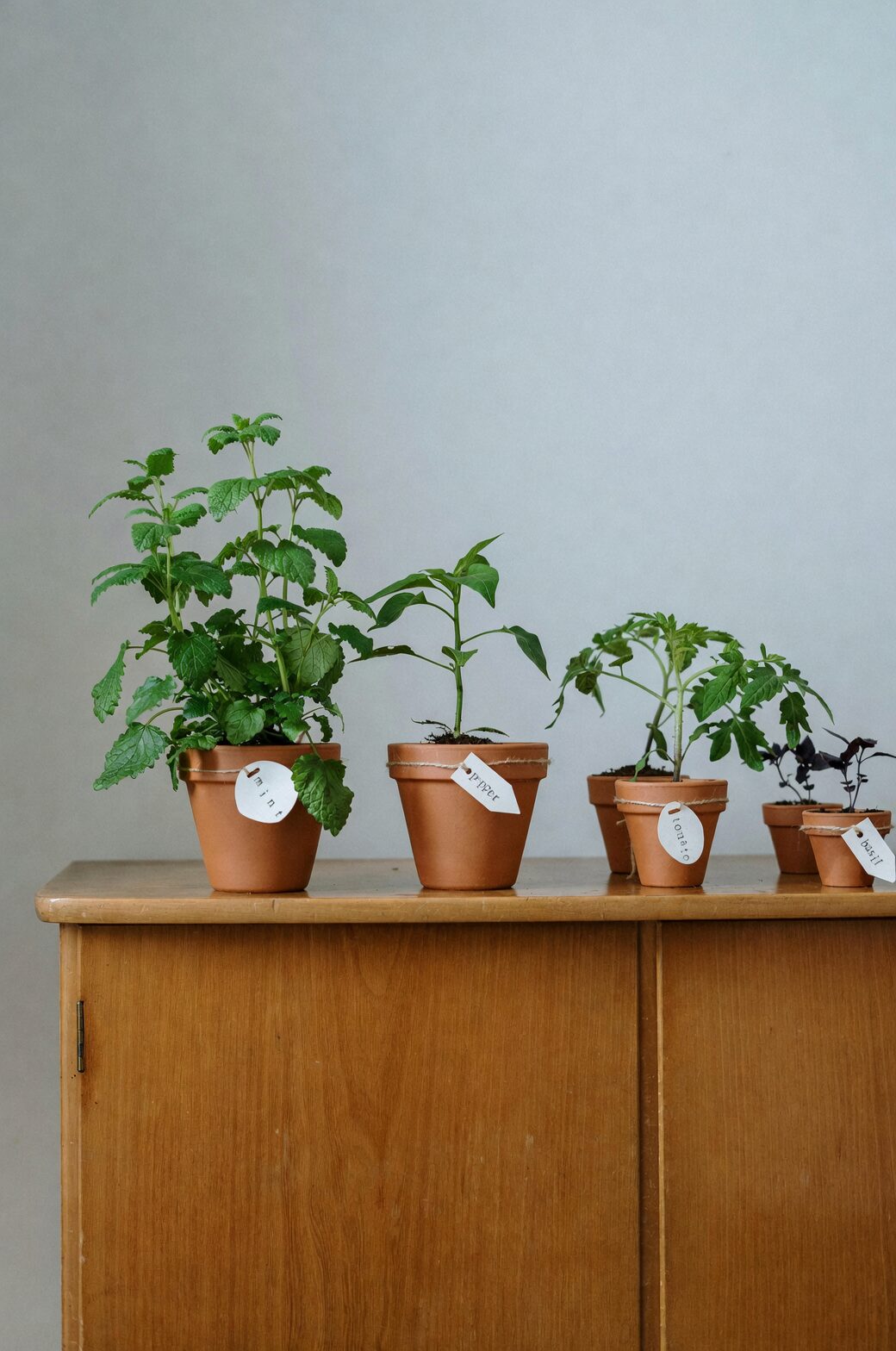 brazilian pennywort bowl and pot setup