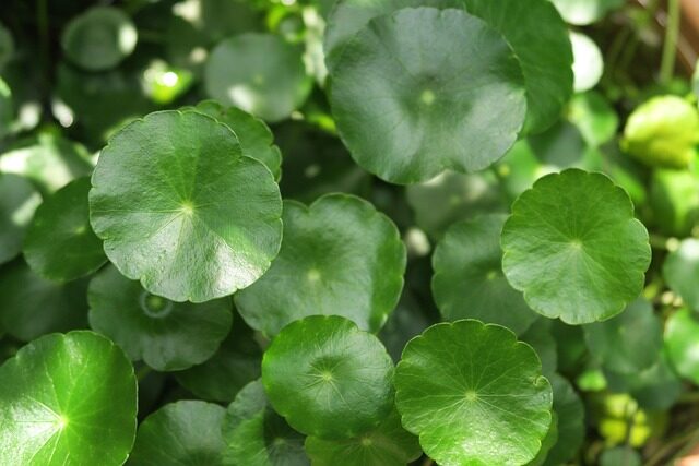 brazilian pennywort white roots in water