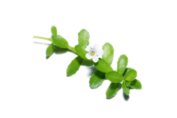 brazilian pennywort leaf measurement caliper