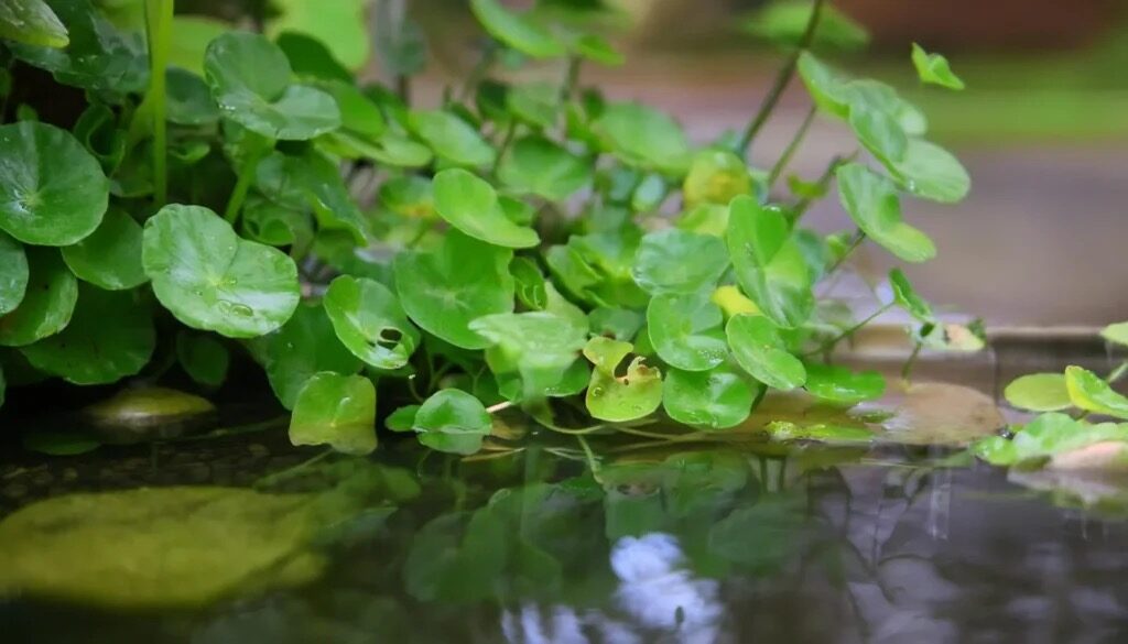 brazilian pennywort pouring water along glass
