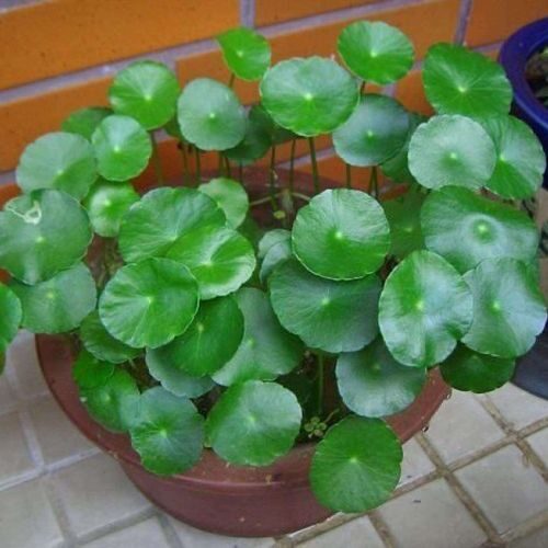 14-Day Propagation Sprint: Turn One Runner into Five Giftable Pots