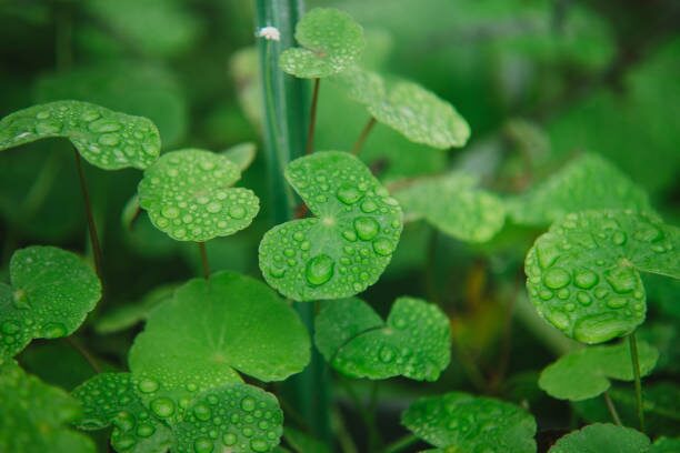 hydrocotyle umbellata leaf close-up