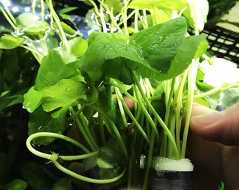 brazilian pennywort cuttings rooting in water