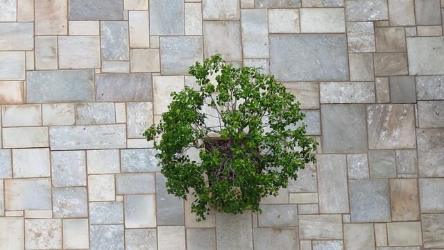 brazilian pennywort teacup planter