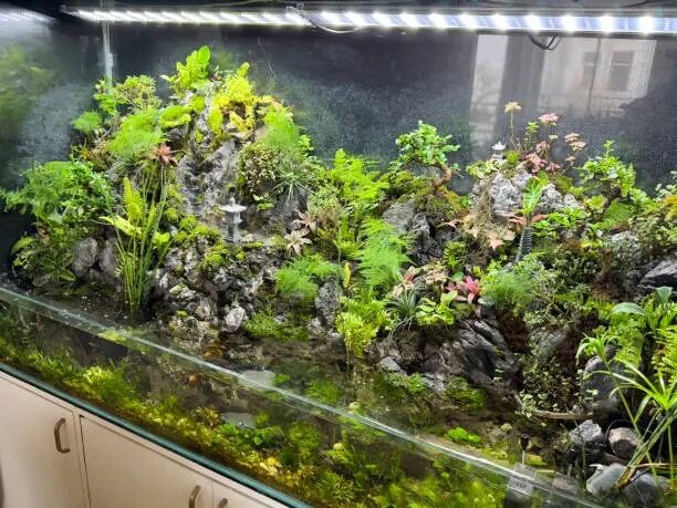 Edge-of-Water Magic: Using Pennywort as a Living Bridge in Aquariums and Paludariums