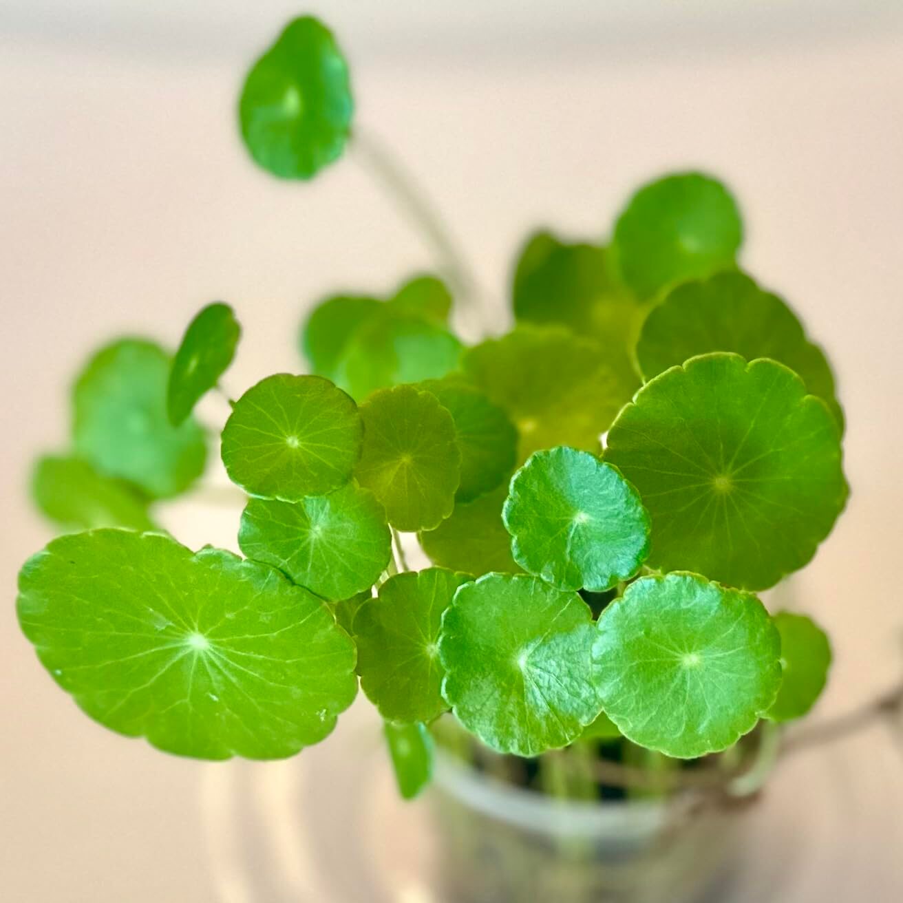 brazilian pennywort marginal shelf planter