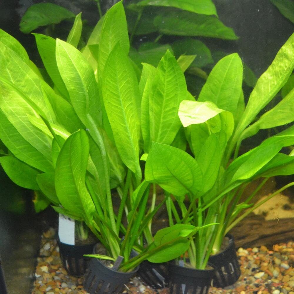 brazilian pennywort leca basket aquarium rim