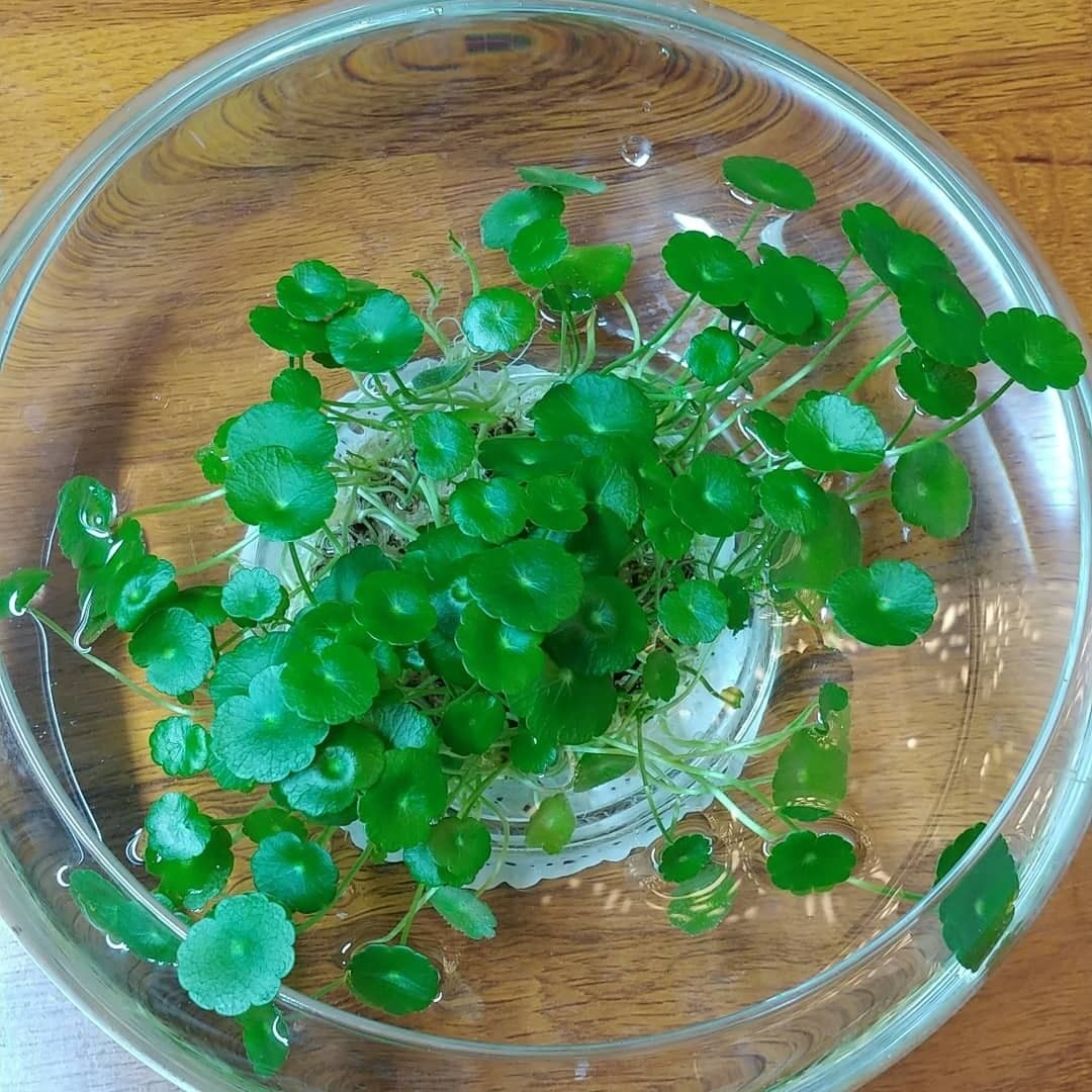 Your Year with Pennywort: A Season-by-Season Action Plan for Unstoppable Growth