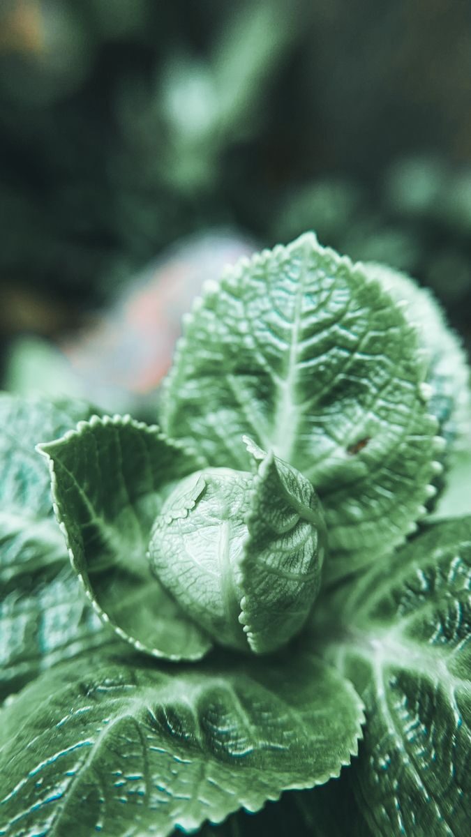 Brazilian pennywort leaf macro close-up