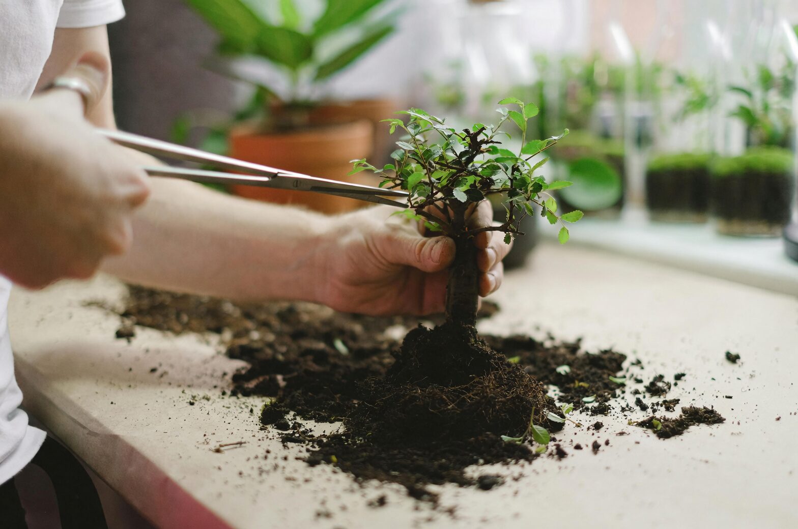 Brazilian pennywort division repotting hands